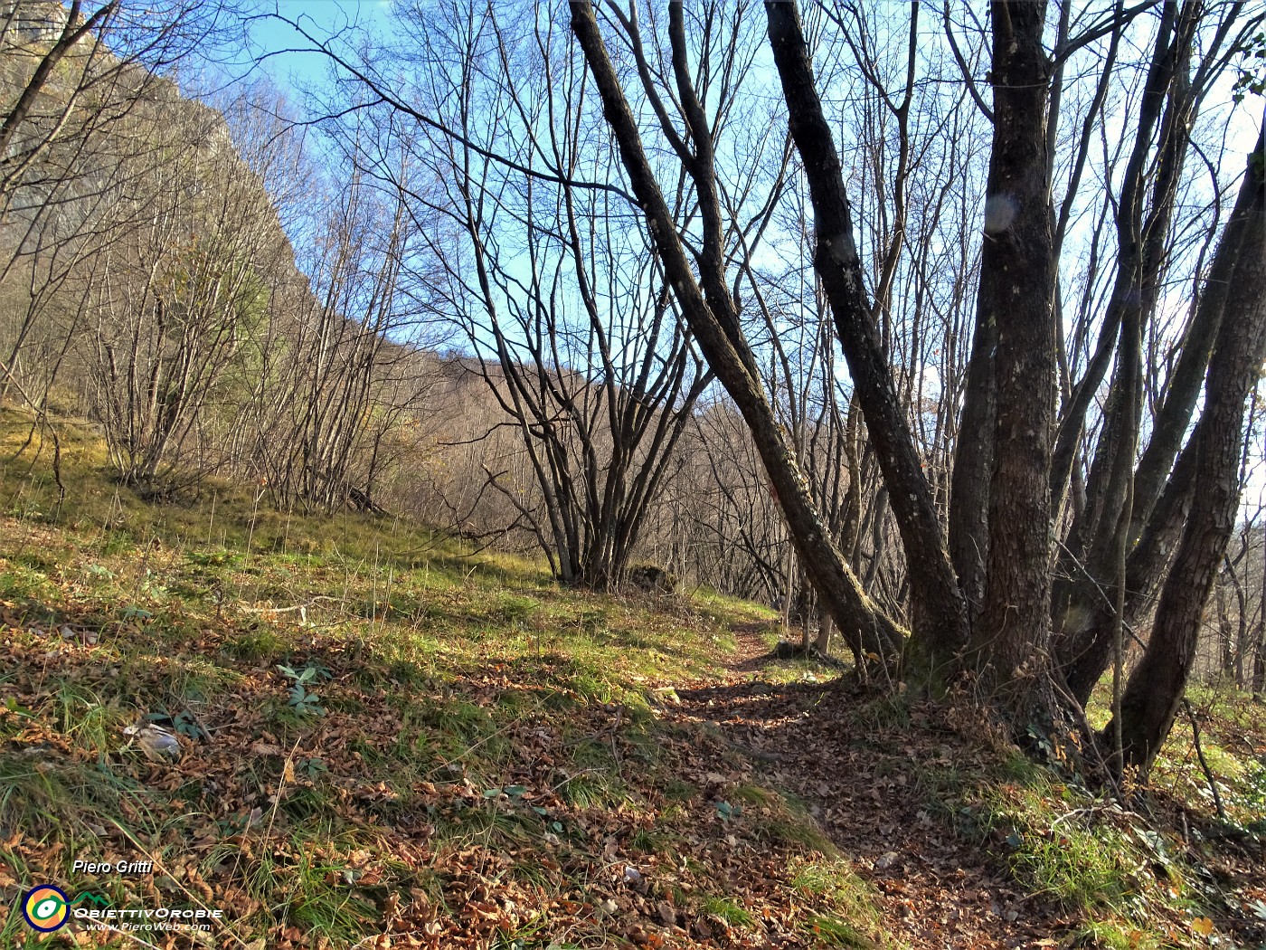 48 Nel bosco di alti carpini neri.JPG